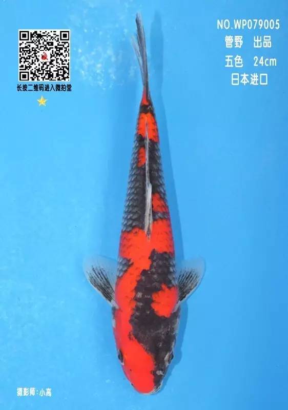 锦鲤新闻今日更新，最新消息抢先看
