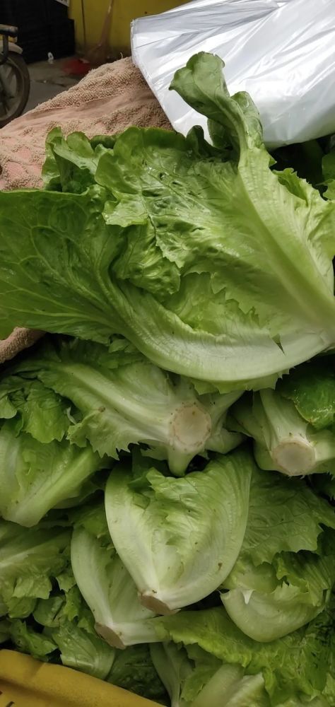 最新甘蓝菜行情分析，今日价格走势揭秘！
