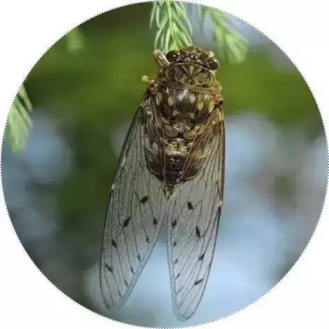 夏日蝉鸣不断，探寻蝉鸣背后的奥秘