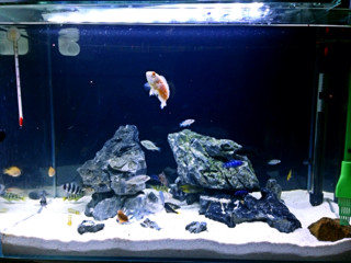 男子清理鱼缸遭遇意外惊险，水族箱潜藏危机揭秘