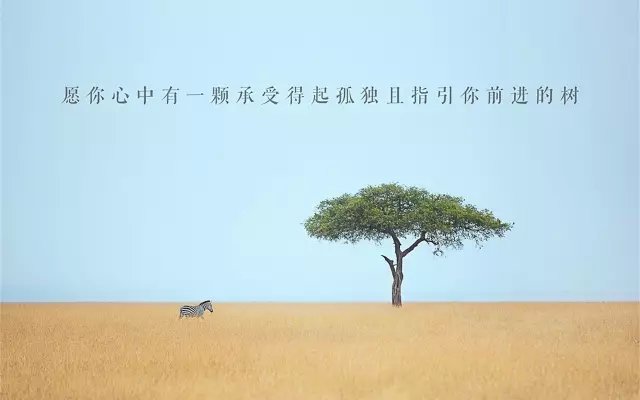 励志桃花语录，经典语录汇总