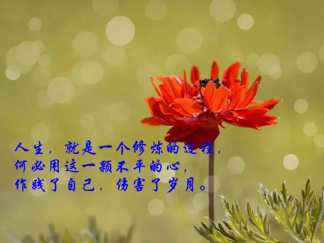 探索高级人生智慧，励志图片与经典善良语录分享