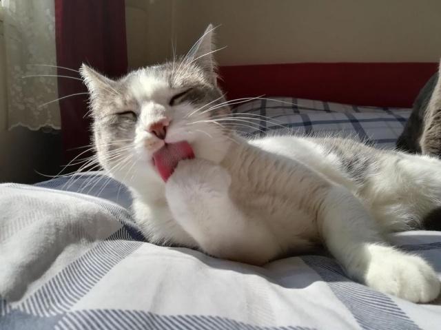 猫咪突发肺水肿，了解、预防与治疗指南