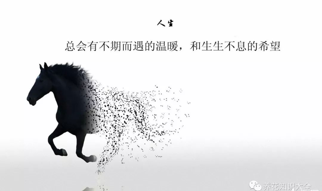 成毅励志语录，勇往直前，无畏挑战，追寻梦想的力量原声！
