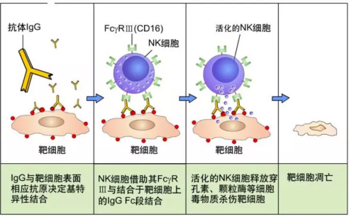 揭秘肿瘤转移机制，肿瘤真的会转移吗？