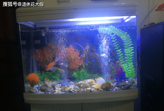 二手鱼缸定州出售，旧物焕新，鱼缸二次生命大放异彩