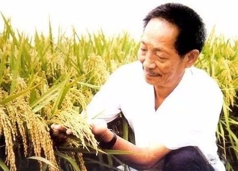 稻田梦想守护者——袁隆平的不懈奋斗之路