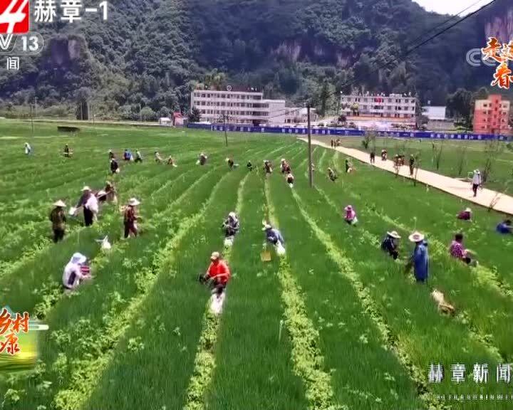 赫章最新新闻动态更新
