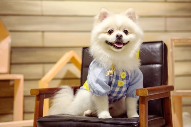 狗狗价值大揭秘，全球犬界排名榜单，珍稀犬种一网打尽！