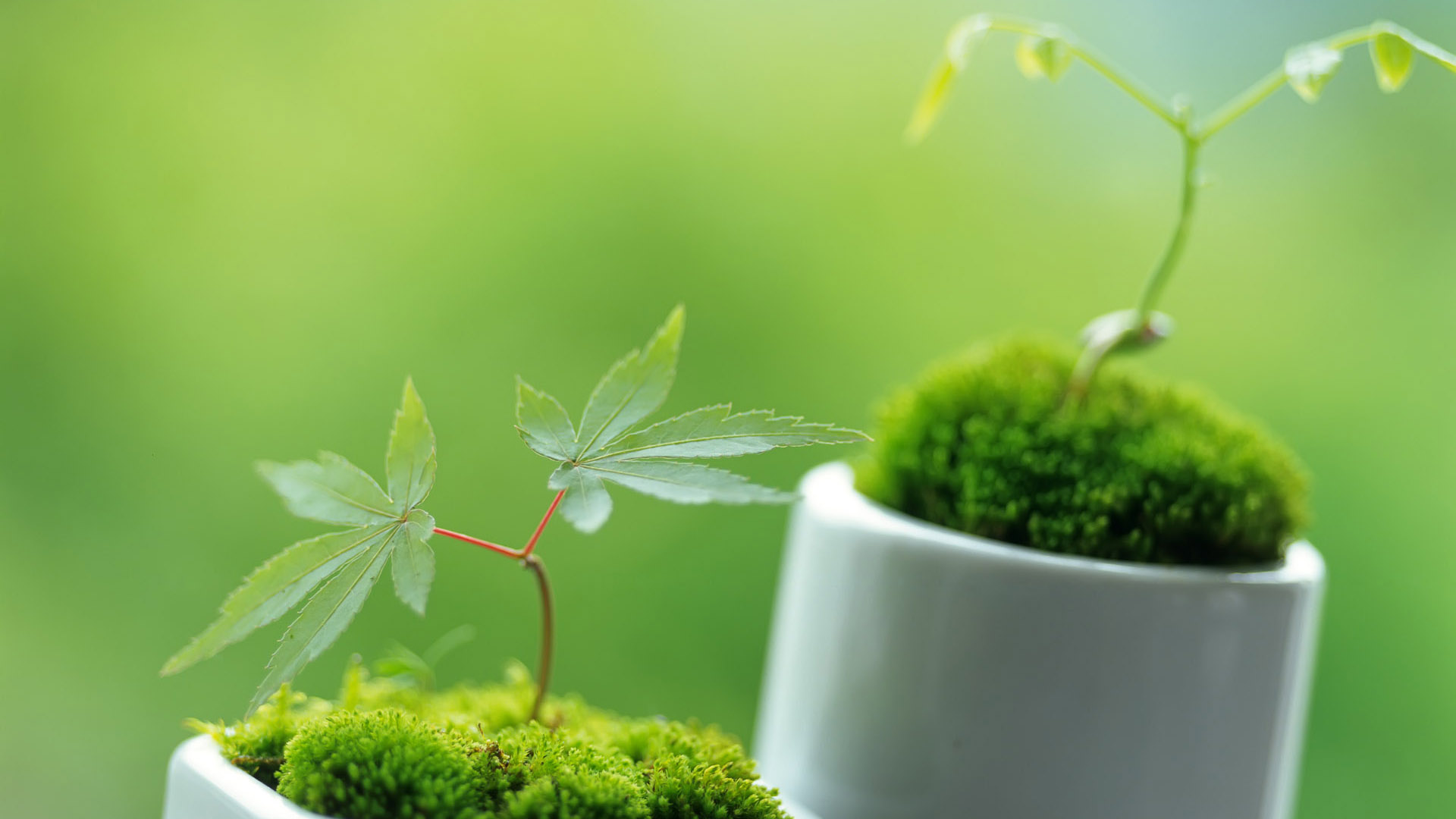 植物灭虫公司榜单揭晓，绿色生态保护的领军力量