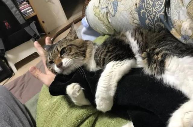 独家猫咪视频揭秘，探索猫的温馨世界，记录美好时光