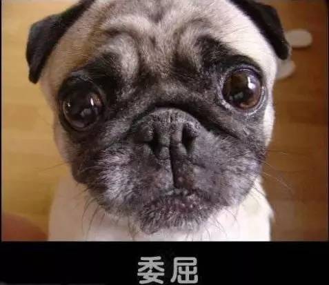 探索狗狗世界的温馨瞬间，小狗视频百度收录大放送